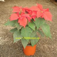 广州天然居园艺提供室内花木出租,物美价廉1