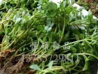 五行草的功效与作用之营养价值